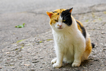 Homeless spotted cat sitting on rough asphalt street with sad expression