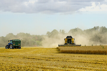 Fototapeta premium Combine harvester and tractor working in a dusty golden wheat field during summer harvest season