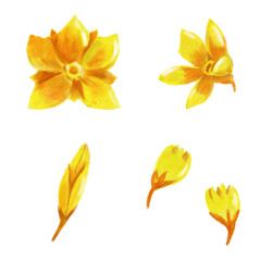 Yellow flowers and buds . Watercolor set isolated white. For vintage and retro antiques, floral and botanical collection designs, garden sketches, cards and books, banners and clip art
