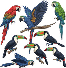 create need kinds of different Vector set of high detailed macaw and toucan © MDKHURSHED