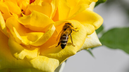 Golden bee nestled on sunlit rose petal, epitome of industrious spring, invoking dreams of BuzzzFest and Floralia