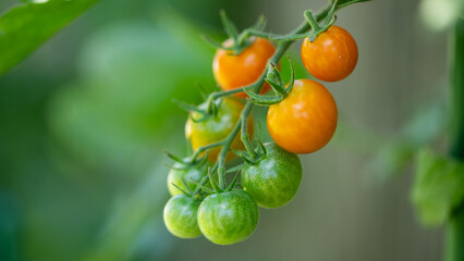 Verdant cherry tomatoes, basking in the summer solstice, transition from emerald to amber, emblematic of the Slow Food ethos