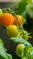 Ripening cherry tomatoes glow like autumn lanterns, celebrating World Vegetarian Day and Harvest Festival with vibrant garden symphony