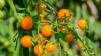 Golden cherry tomatoes bask in sunlight, weaving tales of summer solstice feasts and ancient fertility rituals in vibrant abundance
