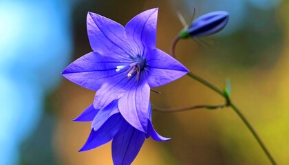Vibrant purple flower blossoms with blurred background