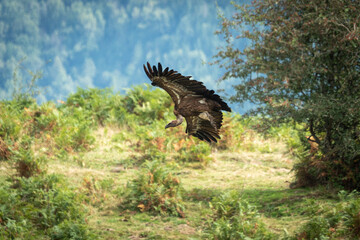 A vulture soars above the ridges, wings spread wide, gliding on thermal currents in the mountain sky.
