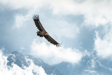A vulture soars above the ridges, wings spread wide, gliding on thermal currents in the mountain sky.