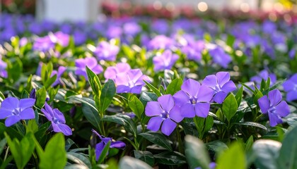 Vibrant purple flowers densely packed in a garden bed, bathed in sunlight