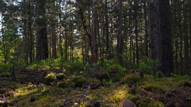 View of dark forest on sunny day