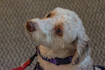 Attentive Dog