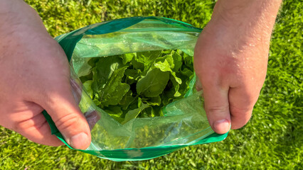 Hands cradle a verdant lettuce-filled bag under morning sunlight, evoking Earth Day renewal and...