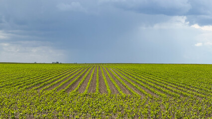 Vast vineyard under brooding skies, verdant rows whisper tales of Bacchanalia and hint at Saint...
