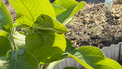 Vibrant sunlit apple leaves herald the quirky boughs of Pomonas garden, celebrating Arbor Day and Earths energetic rebirth