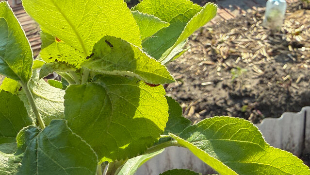 Vibrant sunlit apple leaves herald the quirky boughs of Pomonas garden, celebrating Arbor Day and Earths energetic rebirth