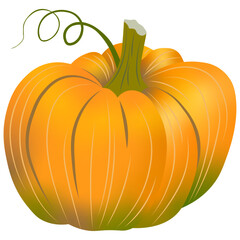 Classic orange pumpkin autumn harvest vector