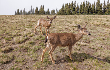 Deer grazing peacefully in Olympic National Park surrounded