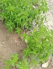lettuce in the garden