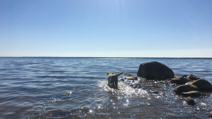 Sunlit canine frolics in sparkling sea, echoing Midsummer Fest vibes, Baltic shores, canine joy...