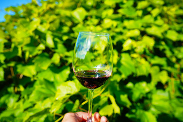 Wine swirling in glass on green growing grape in vineyard. Glass of wine on Grape leaves background. Wineglass with red wine on Green grape leaves in vineyard. Tasting red wine in vineyard.