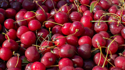 Saturated crimson cherries tumble like rubies in a sunlit orchard; Cherry Blossom Festival musings, fruitopia beckons