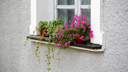 Charming window blooms cascade joyfully, evoking Celtic May Day festivities and quaint cottagecore...