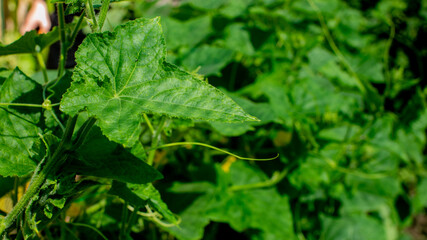 Lush cucumber leaves basking in sunlight, heralding midsummer abundance and Green Week's organic gardening revelry, vibrant verdant tapestry