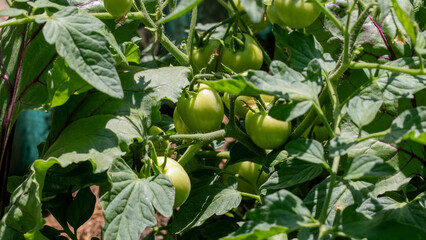 Verdant green tomatoes basking in dappled sunlight, embodying Solstice gardening, heirloom harvest anticipation, and rustic Vesak celebrations