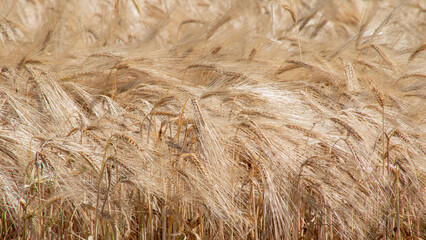 Golden barley waves, whispering secrets of harvest festivals and ancient Lammas rites, swaying under an autumnal breeze