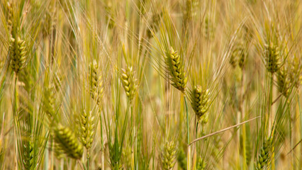 Golden barley whispers under the midsummer sun, embodying Lughnasadh harvest warmth and grounding interconnectedness with rustic elegance