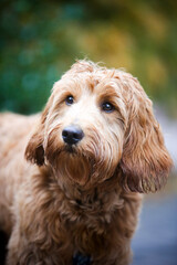 Golden Labradoodle dog looking up and to the side in soft outdoor light