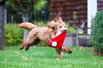 Fluffy Golden Labradoodle profile with a santa hat in his mouth running with three paws in the air with tail and ears up on green grass with a wooden building in the background