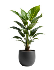 Isolated houseplant with green leaves in a terracotta pot