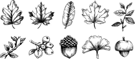 Hand drawn autumn leaf and acorn doodle icons set for seasonal designs