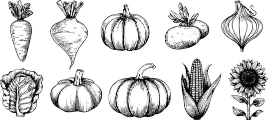 Hand drawn doodle icon set featuring carrot, potato, onion, and more for design and decoration