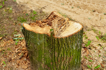 a sawn tree stump against a background of sand.
