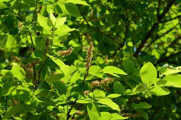Salix chaenomeloides (Wangbeodeul), a Korean deciduous willow species with towering form, growing in riparian habitats and sustaining biodiversity