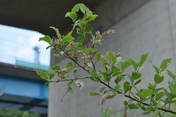 Salix chaenomeloides (Wangbeodeul), a Korean deciduous willow species with towering form, growing in riparian habitats and sustaining biodiversity