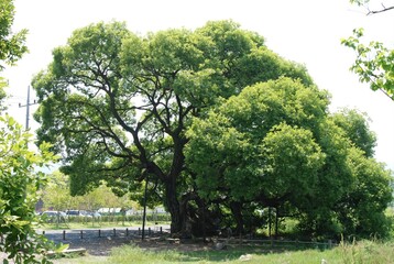 Obraz premium Salix chaenomeloides (Wangbeodeul), a tall native Korean willow tree thriving near rivers and wetlands, valued for landscape and ecology