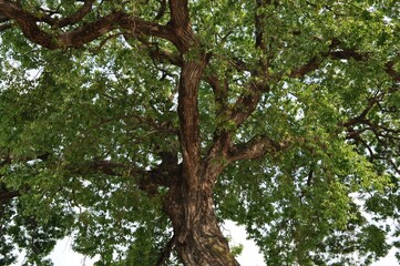 Fototapeta premium Salix chaenomeloides (Wangbeodeul), a native Korean willow, a tall deciduous tree thriving in riversides and wetlands with ecological significance