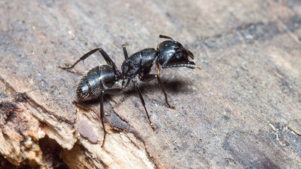 ant on the ground