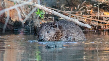 otter in the water