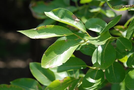 Salix chaenomeloides (Wangbeodeul), a native Korean willow, a tall deciduous tree thriving in riversides and wetlands with ecological significance