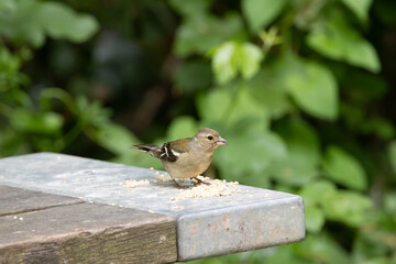 Chaffinch (Fringilla coelebs) in Phoenix Park, Dublin. Commonly found in Europe and North Africa.