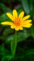 yellow flower on green background