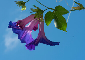 Ipomoea purpura