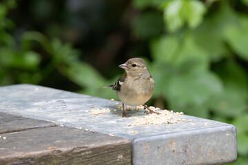 Chaffinch (Fringilla coelebs) in Phoenix Park, Dublin. Commonly found in Europe and North Africa.