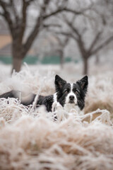 Alert Border Collie Stands in Frosty Nature during Winter Season. Attentive Black and White Domestic Dog Outside.