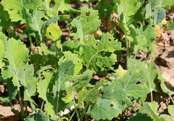 Rapeseed leaves damaged by pests