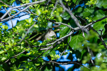 Chaffinch (Fringilla coelebs) in Phoenix Park, Dublin. Commonly found in Europe and North Africa.