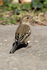 Chaffinch (Fringilla coelebs) in Phoenix Park, Dublin. Commonly found in Europe and North Africa.